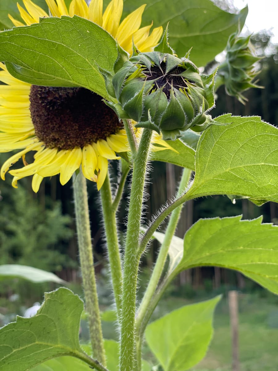 Sunflower 2026