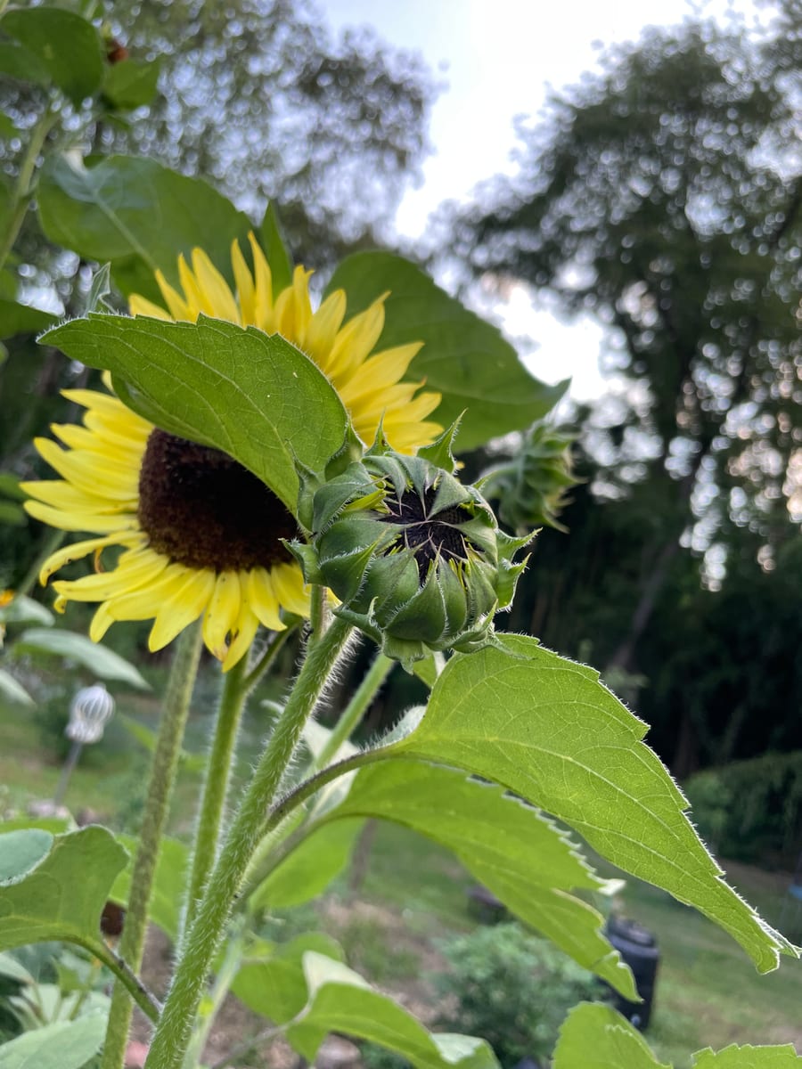 Sunflower 2026