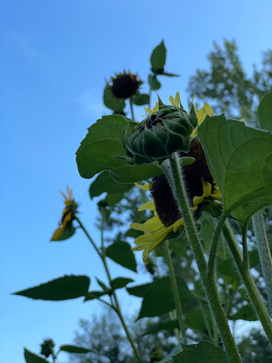Sunflower 2026