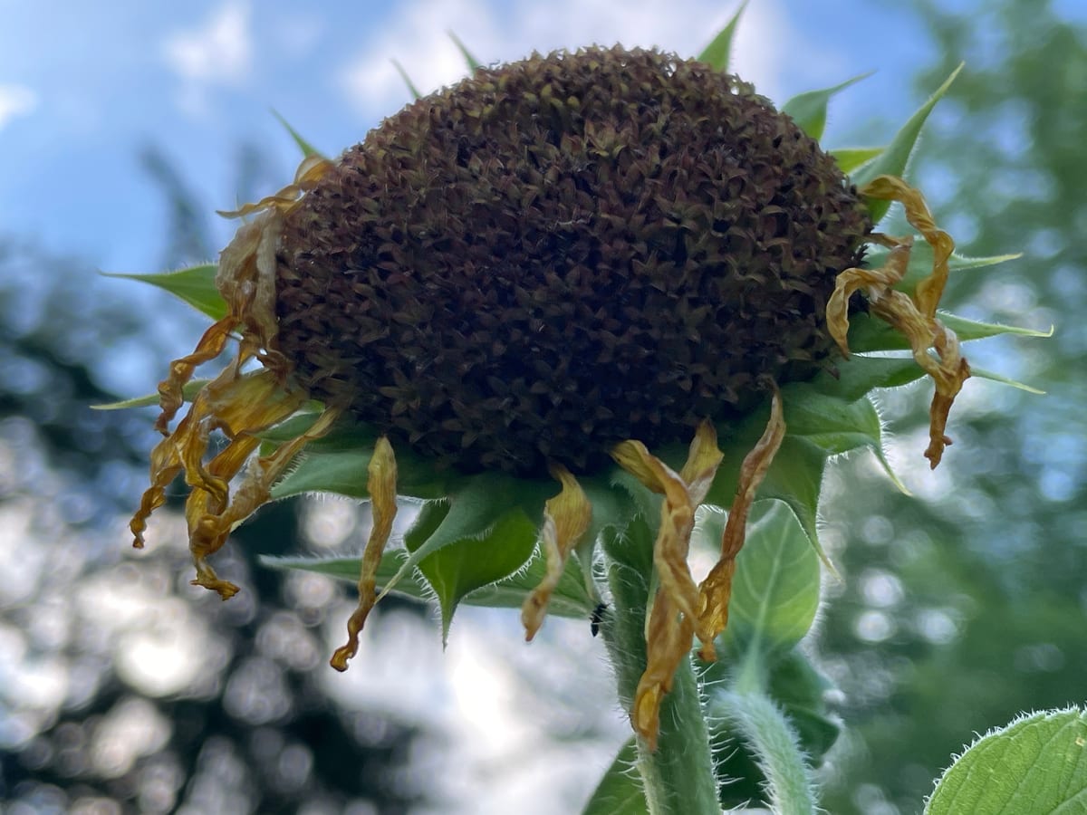 Sunflower 2026