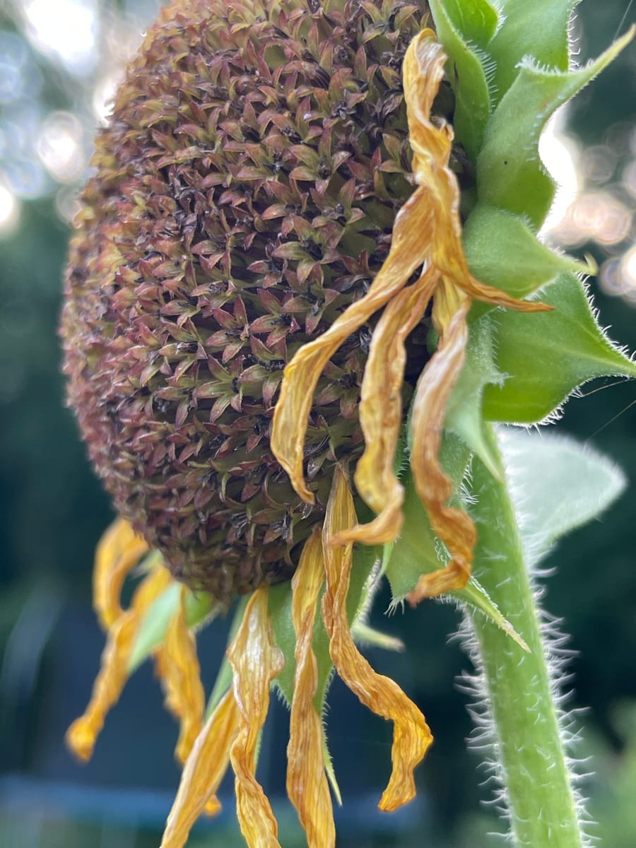 Sunflower 2026