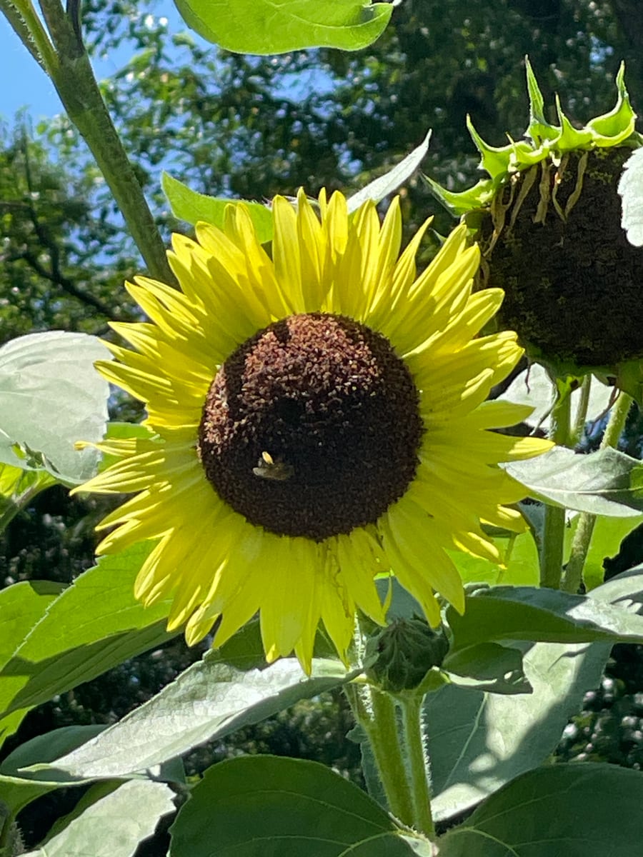Sunflower 2026