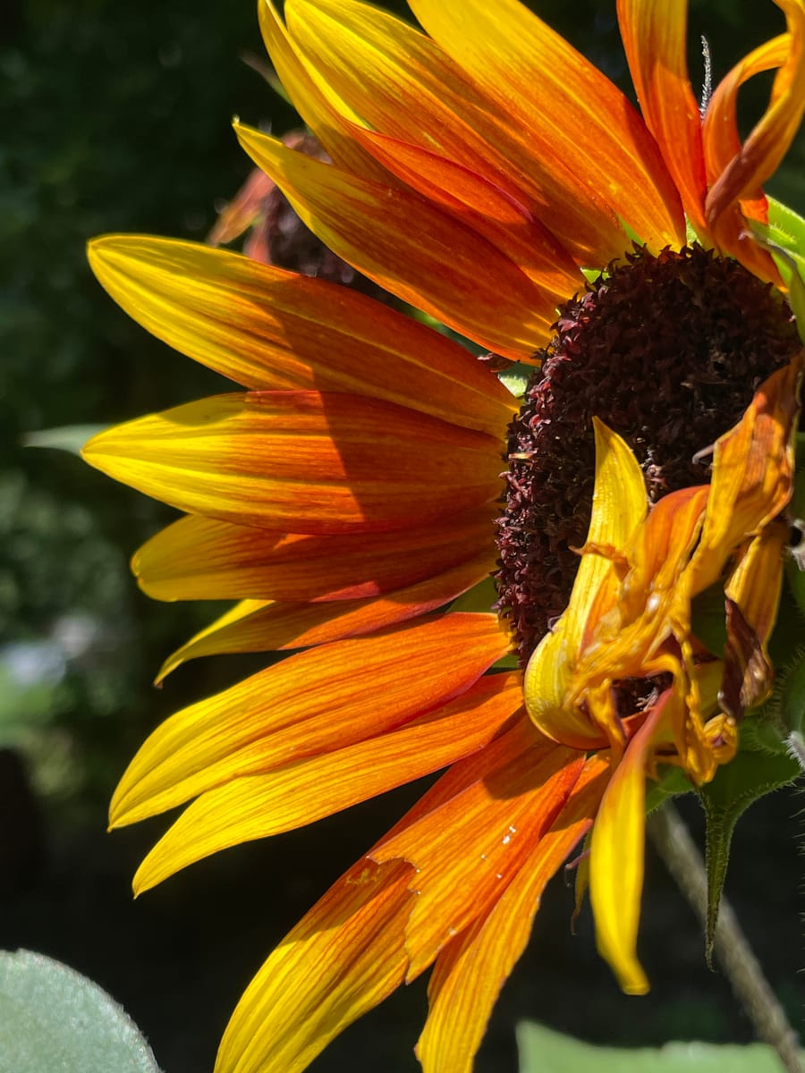 Sunflower 2026