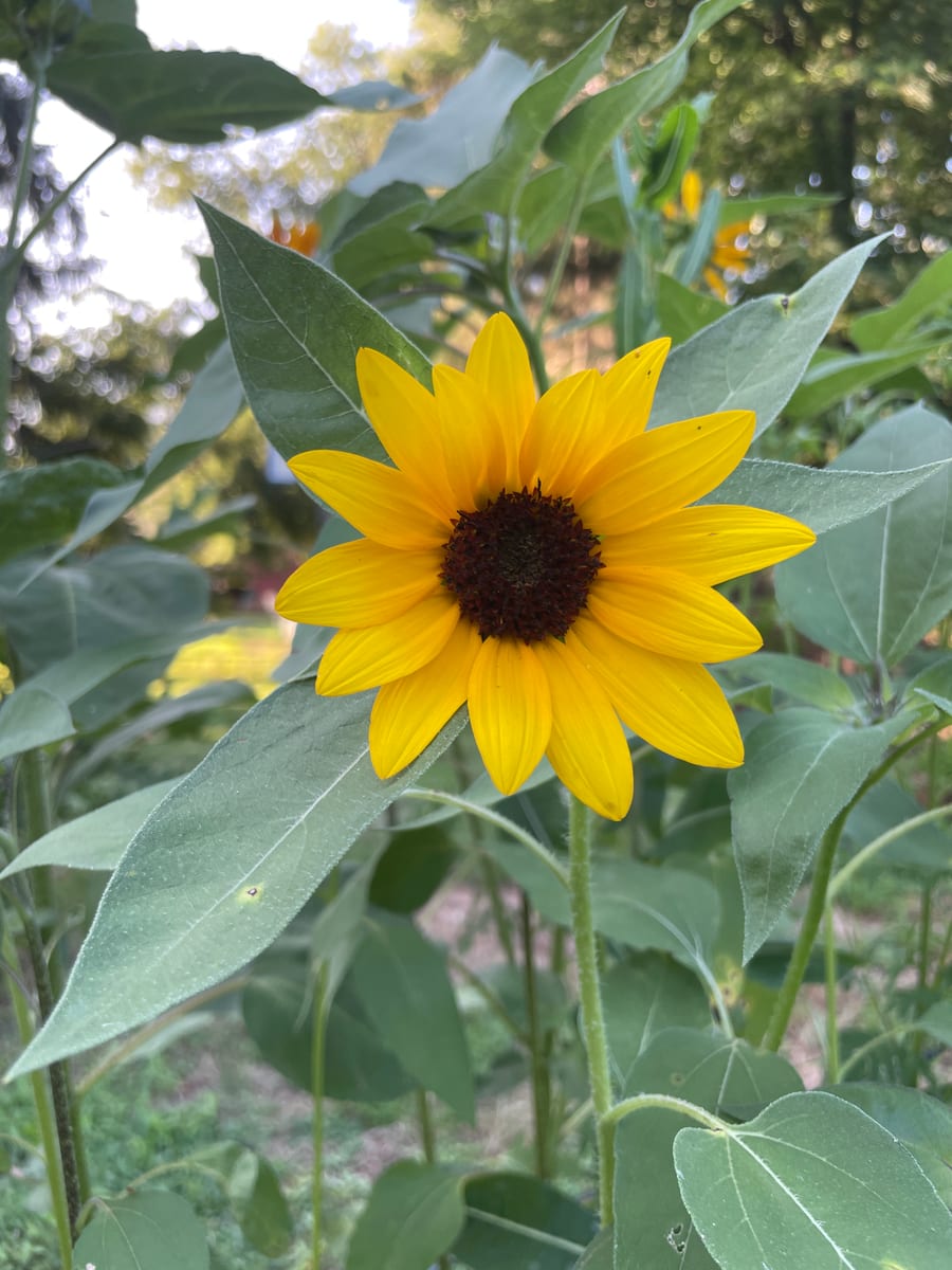 Sunflower 2026