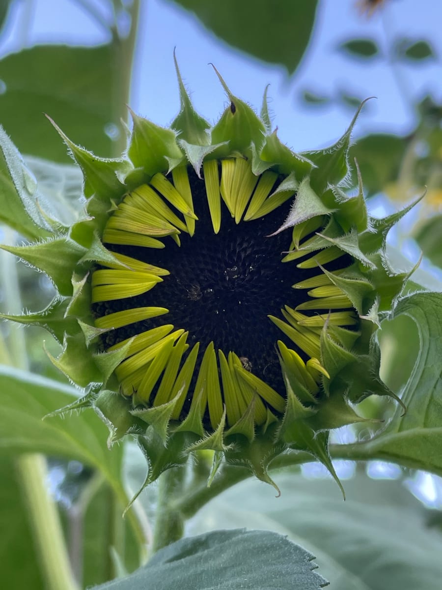 Sunflower 2026