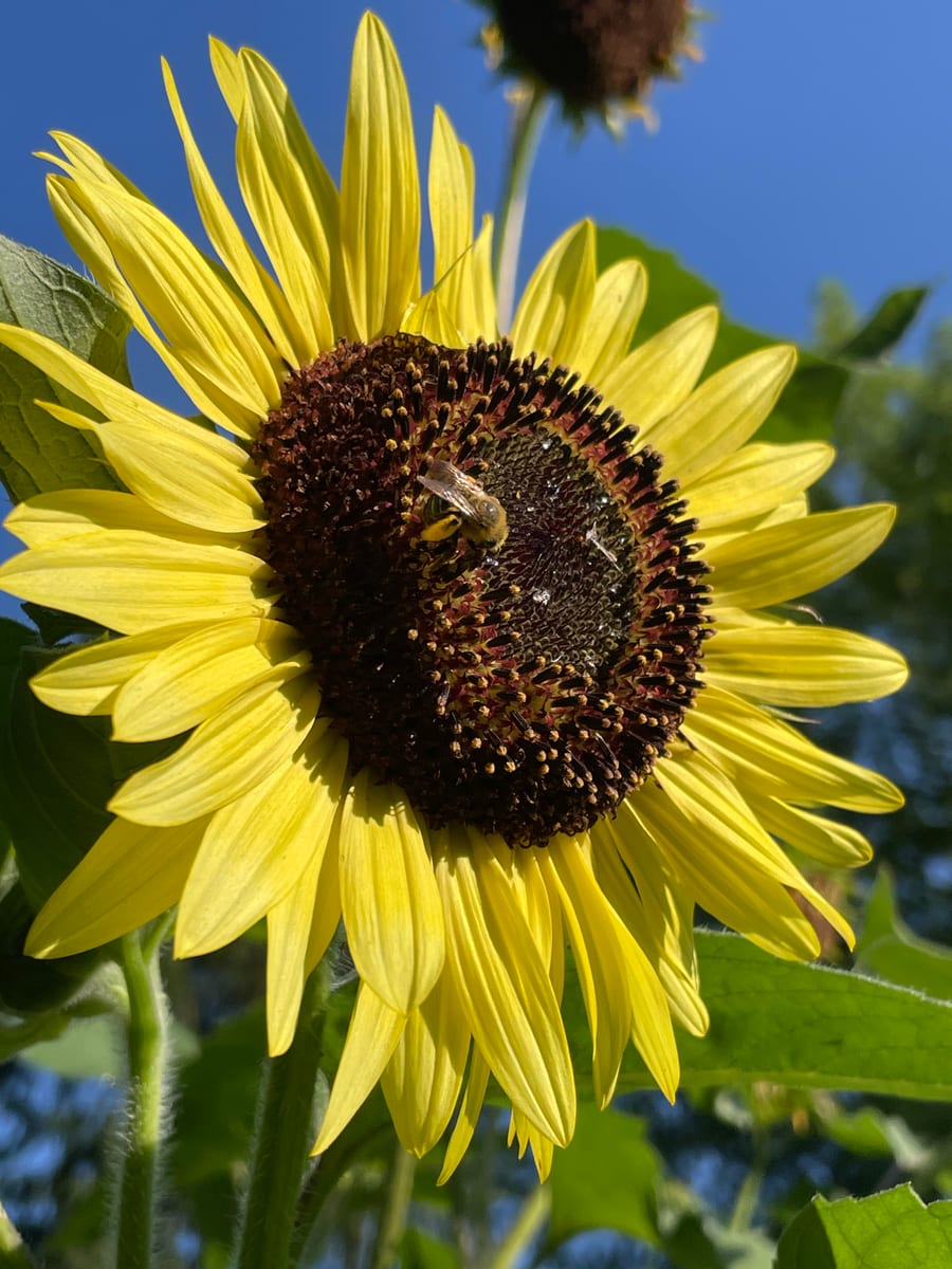 Sunflower 2026