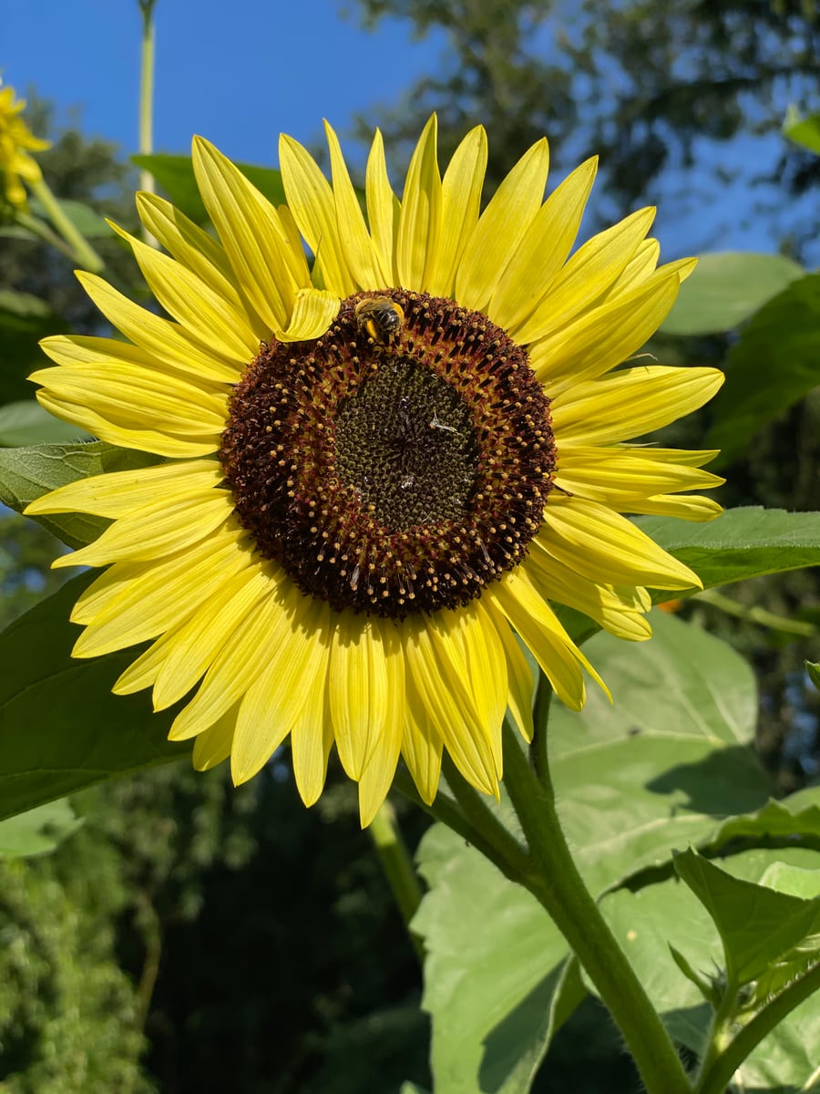 Sunflower 2026