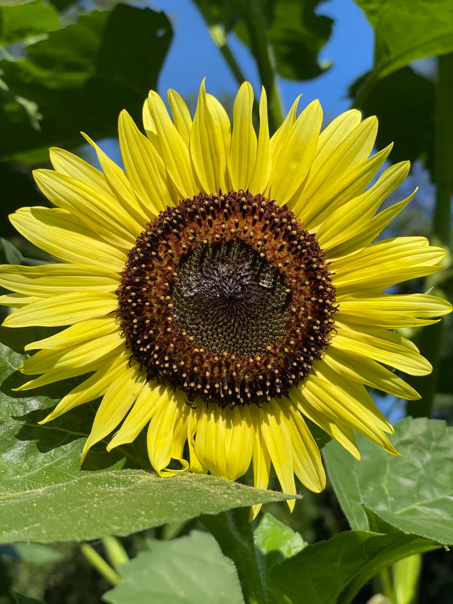 Sunflower 2026