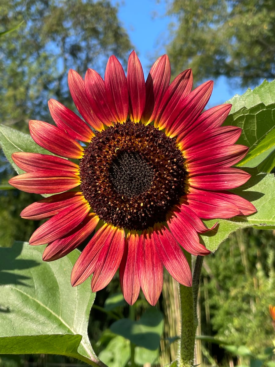 Sunflower 2026