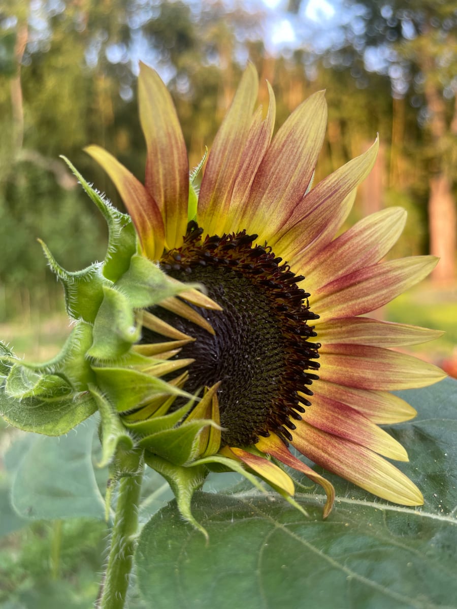 Sunflower 2026