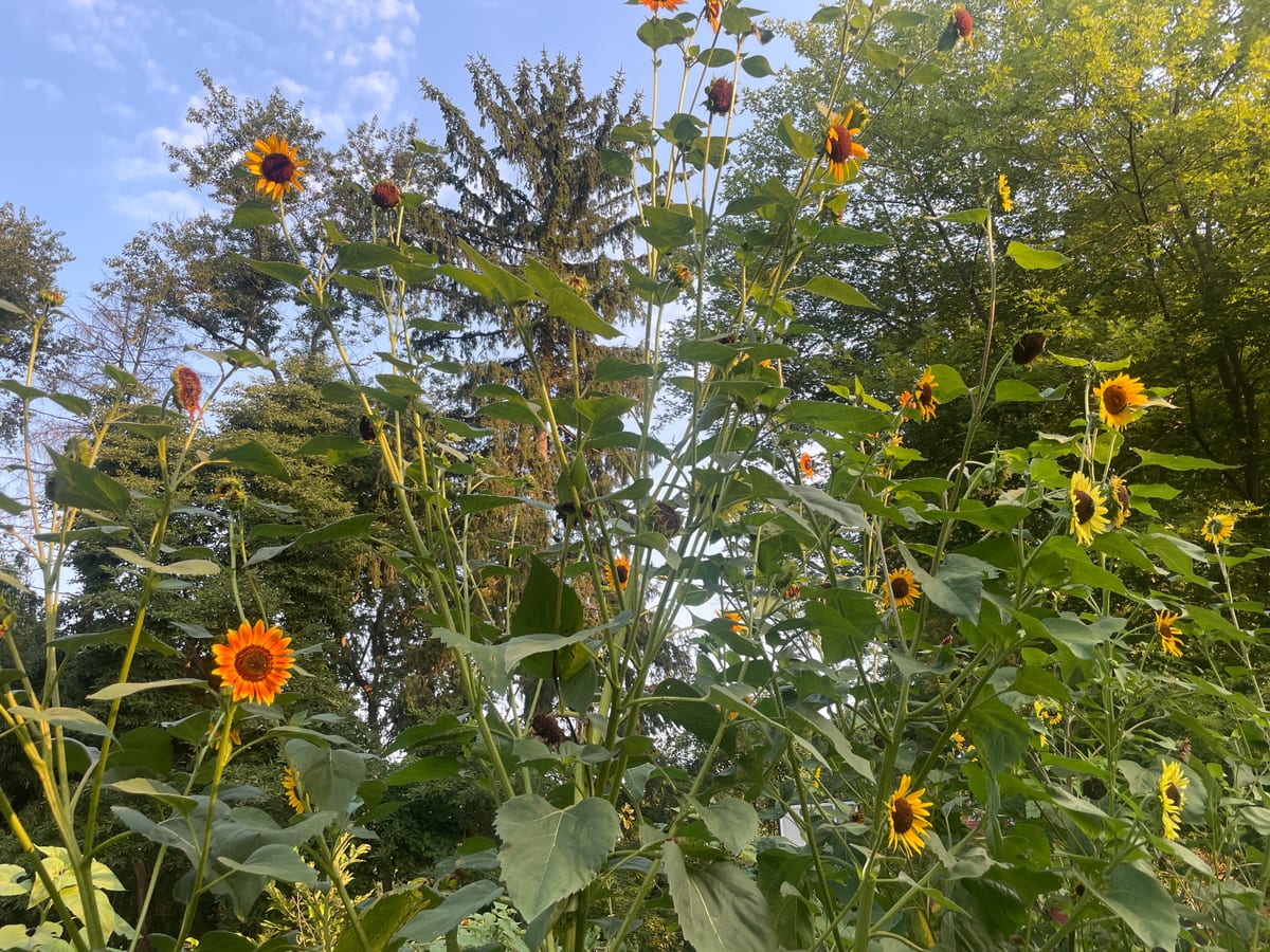 Sunflower 2026