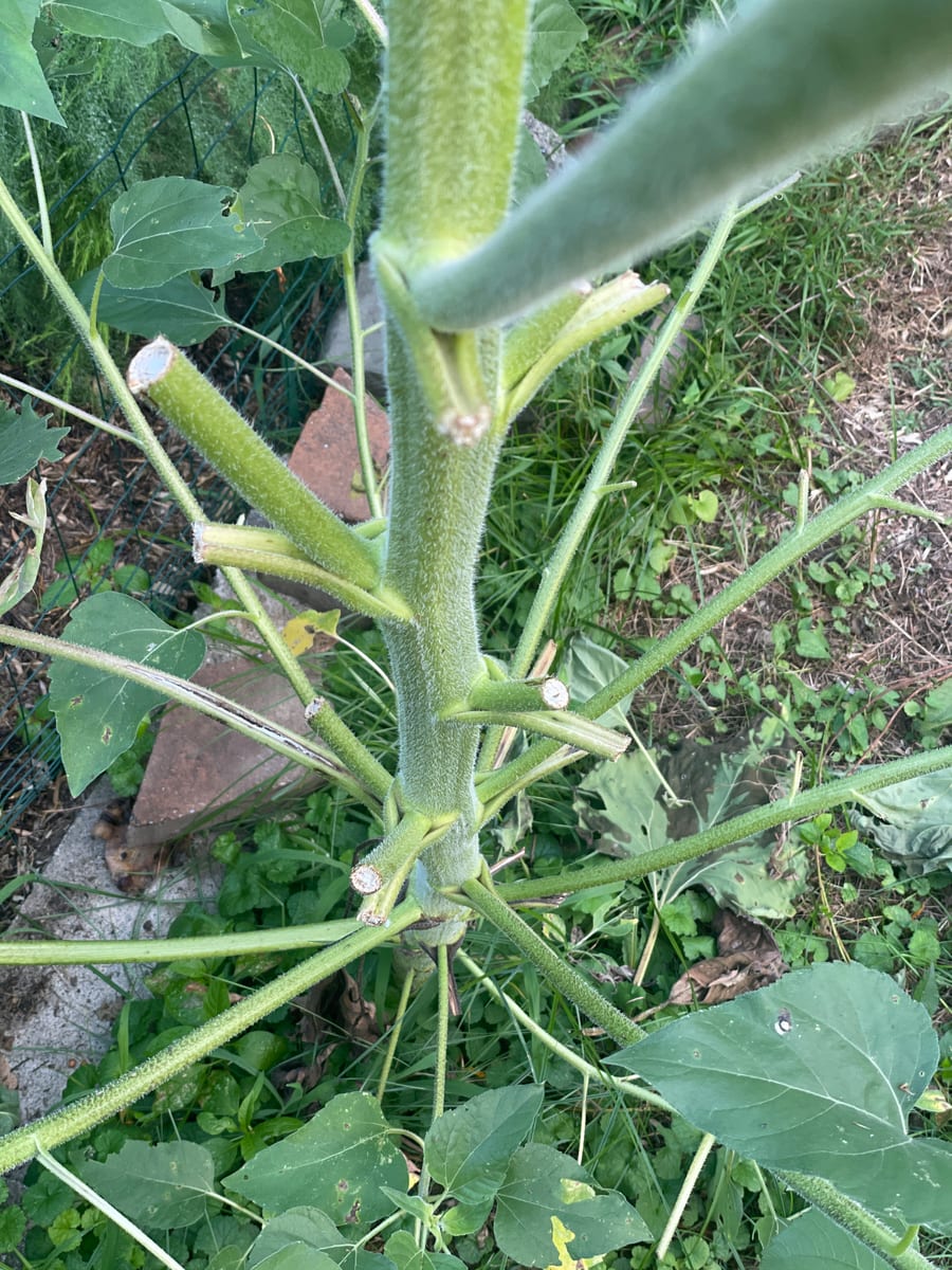 Sunflower 2026