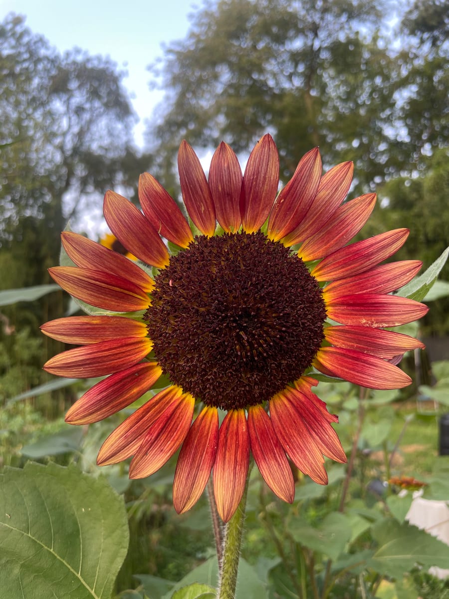 Sunflower 2026