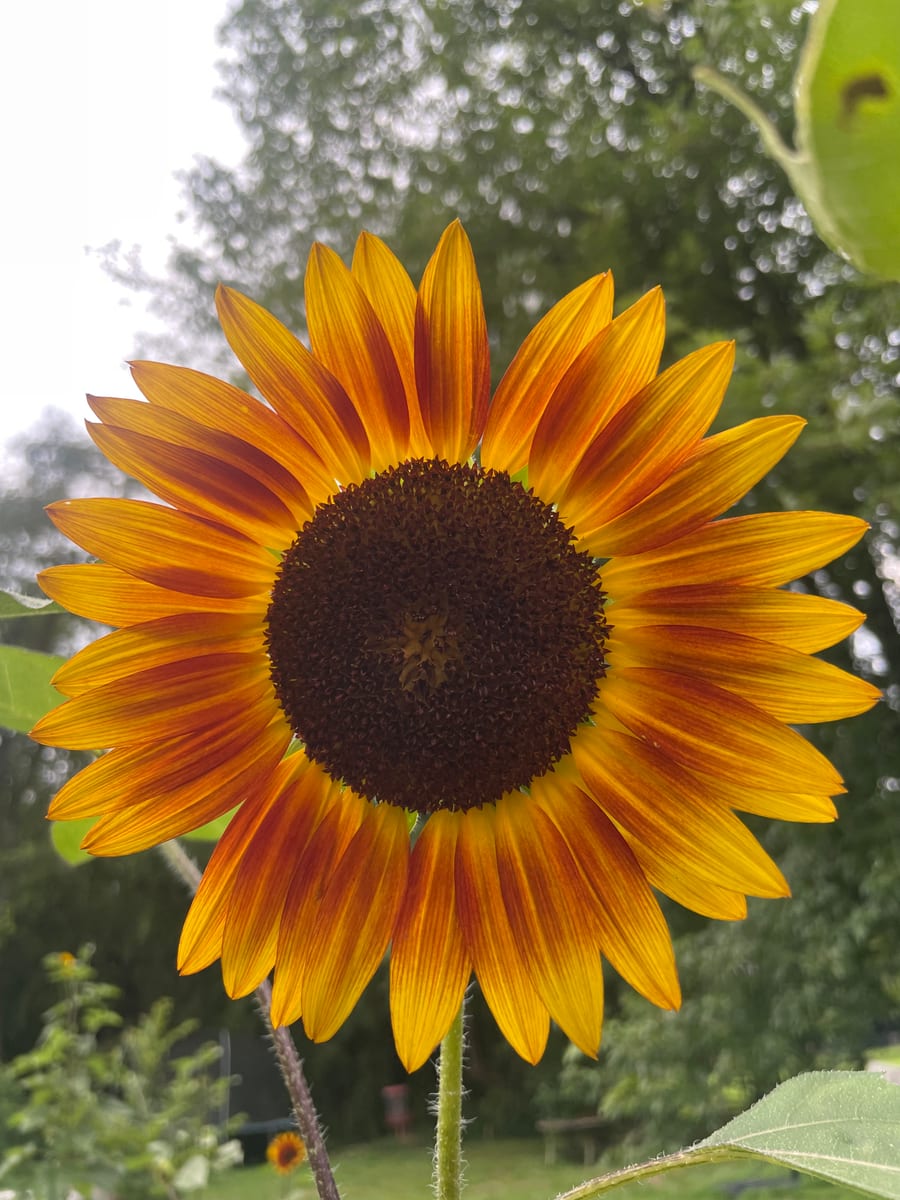 Sunflower 2026