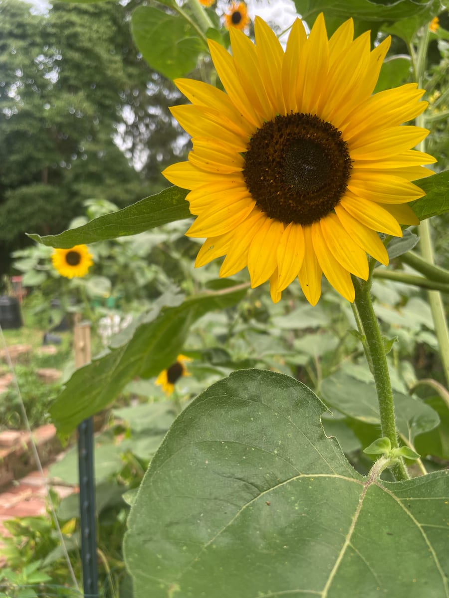 Sunflower 2026