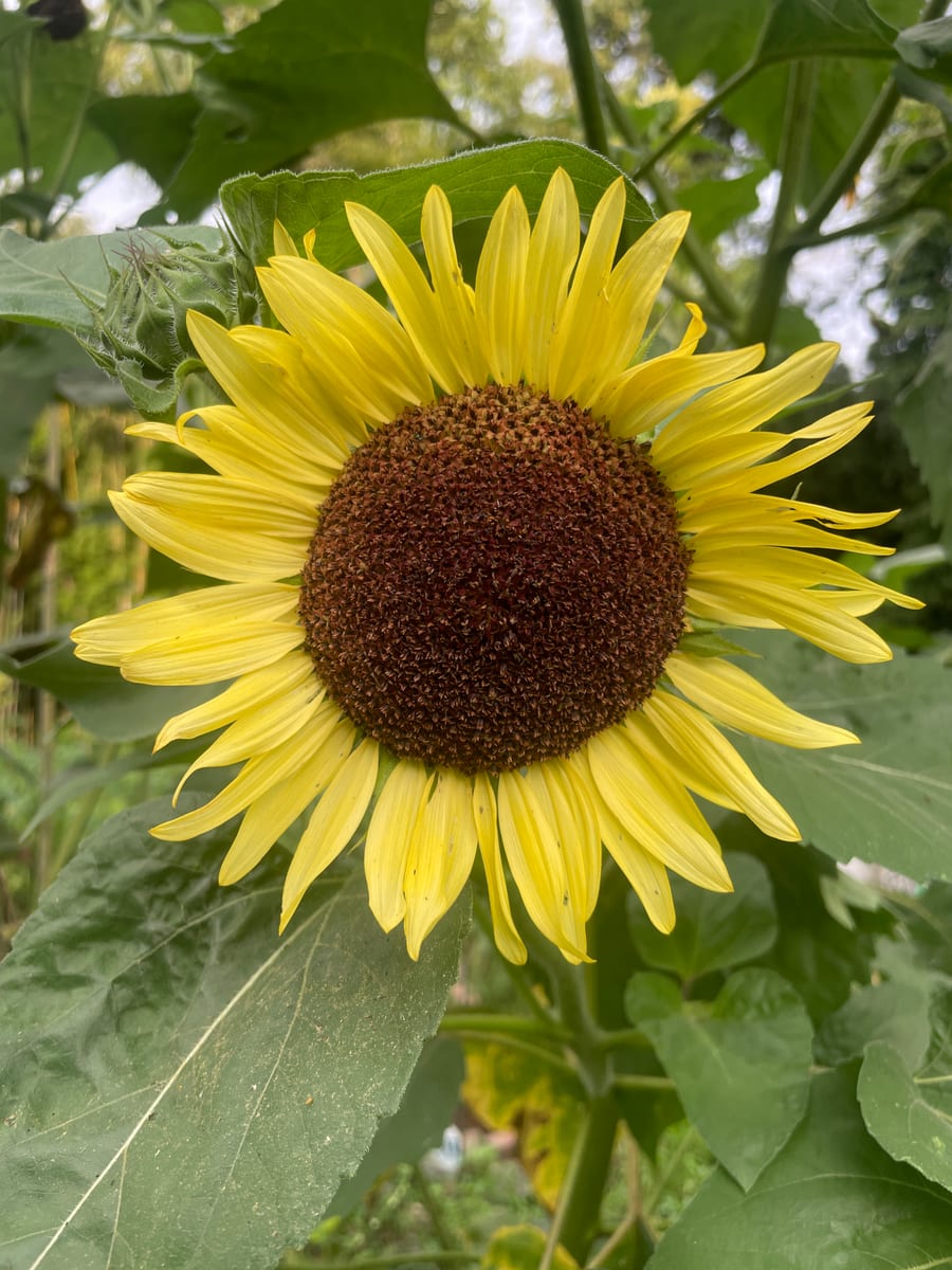 Sunflower 2026