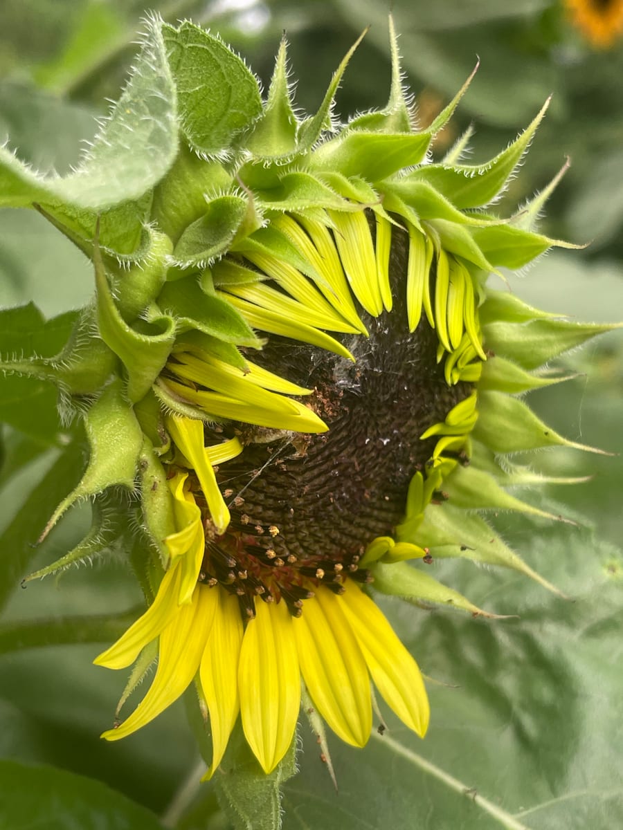 Sunflower 2026