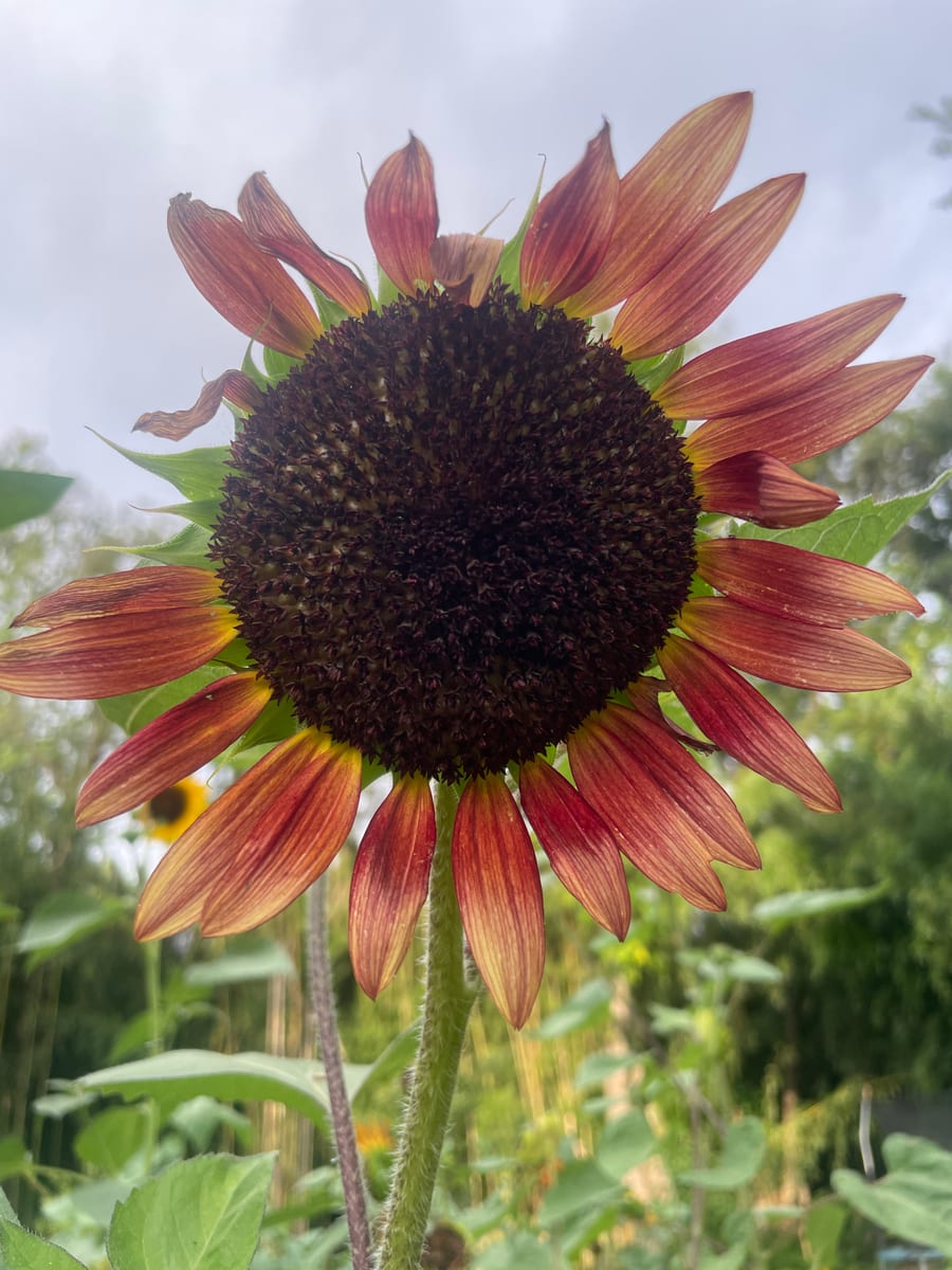 Sunflower 2026