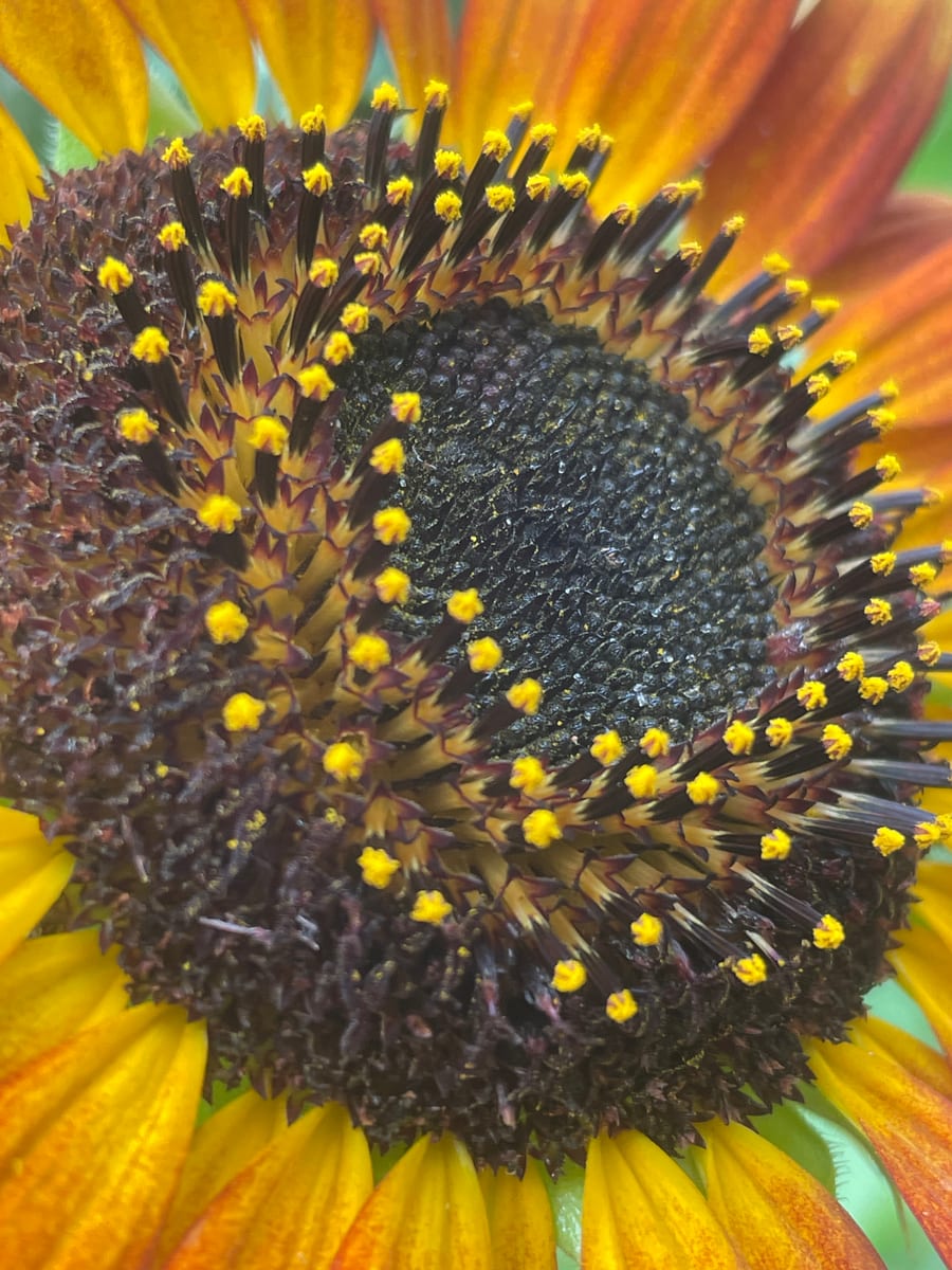 Sunflower 2026