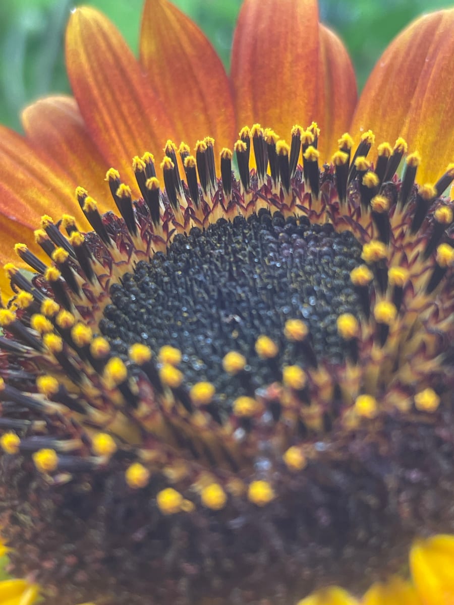 Sunflower 2026