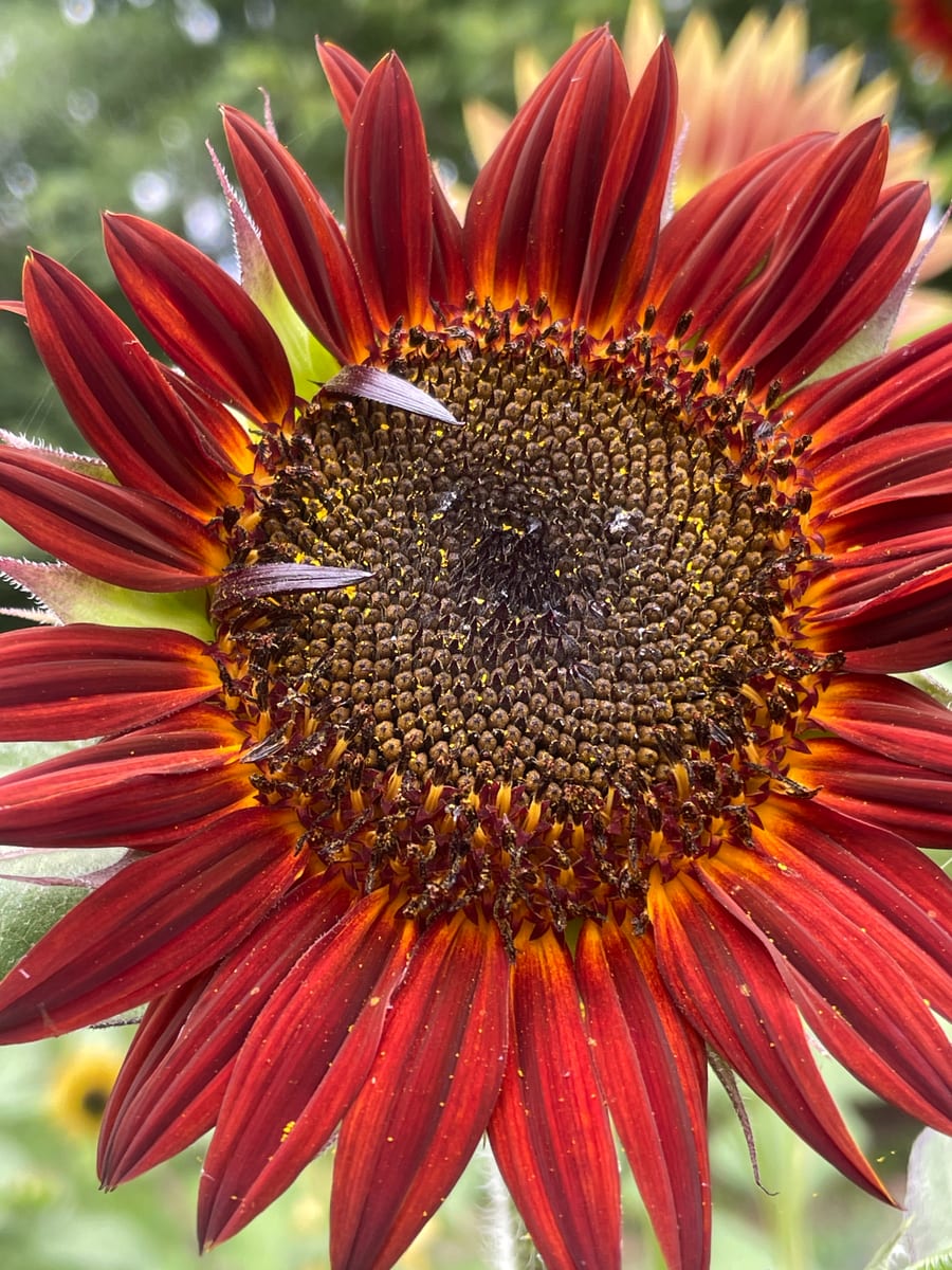 Sunflower 2026