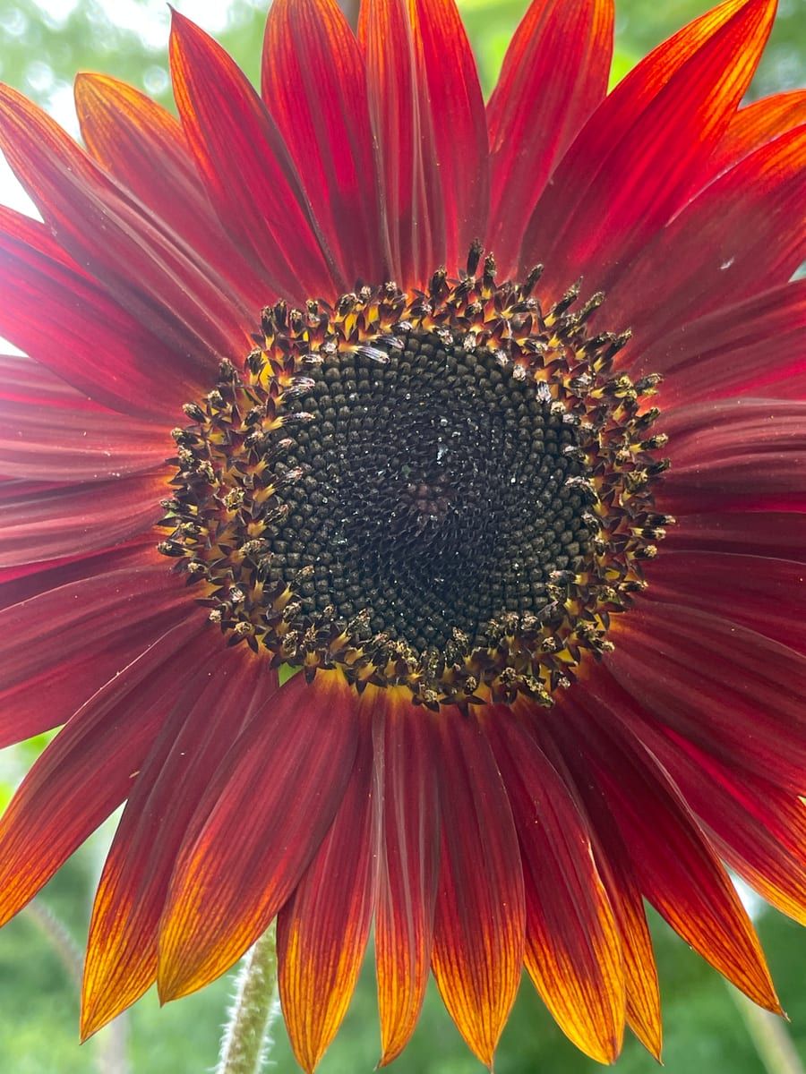 Sunflower 2026