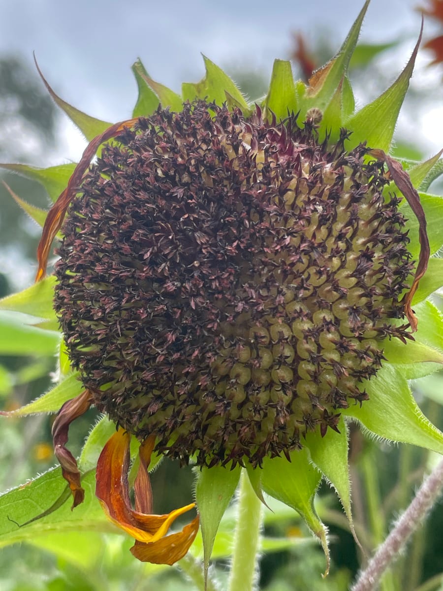 Sunflower 2026