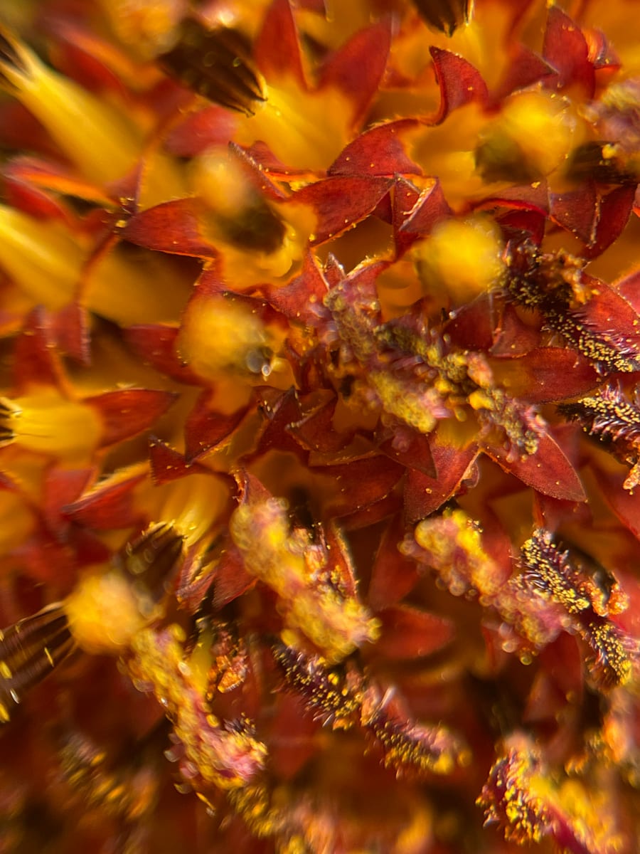 Sunflower 2026