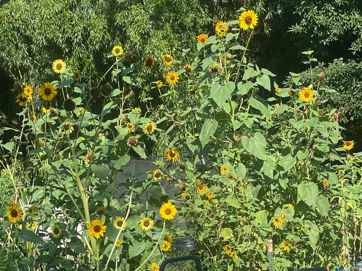 Sunflower 2026