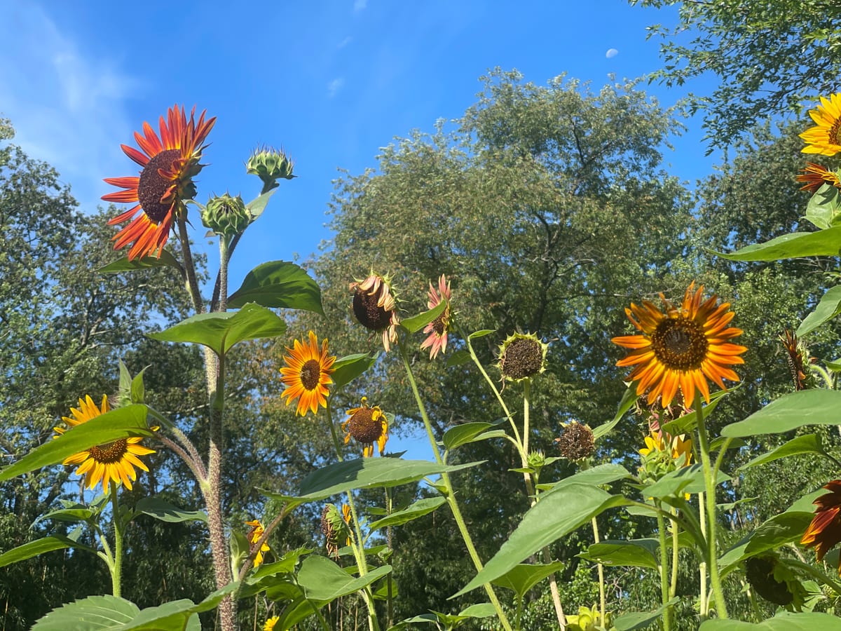 Sunflower 2026
