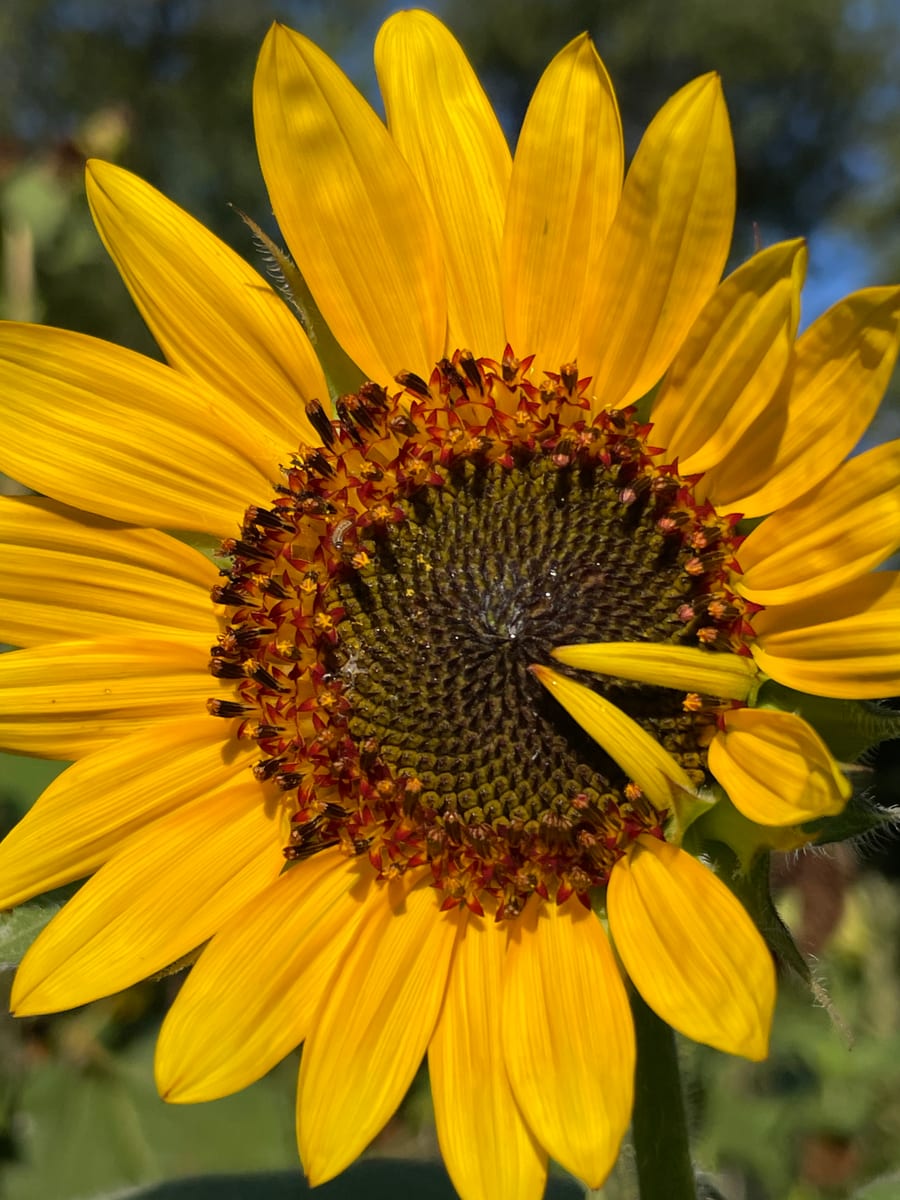 Sunflower 2026