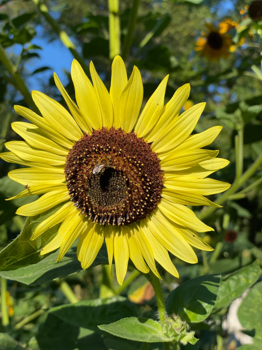 Sunflower 2026