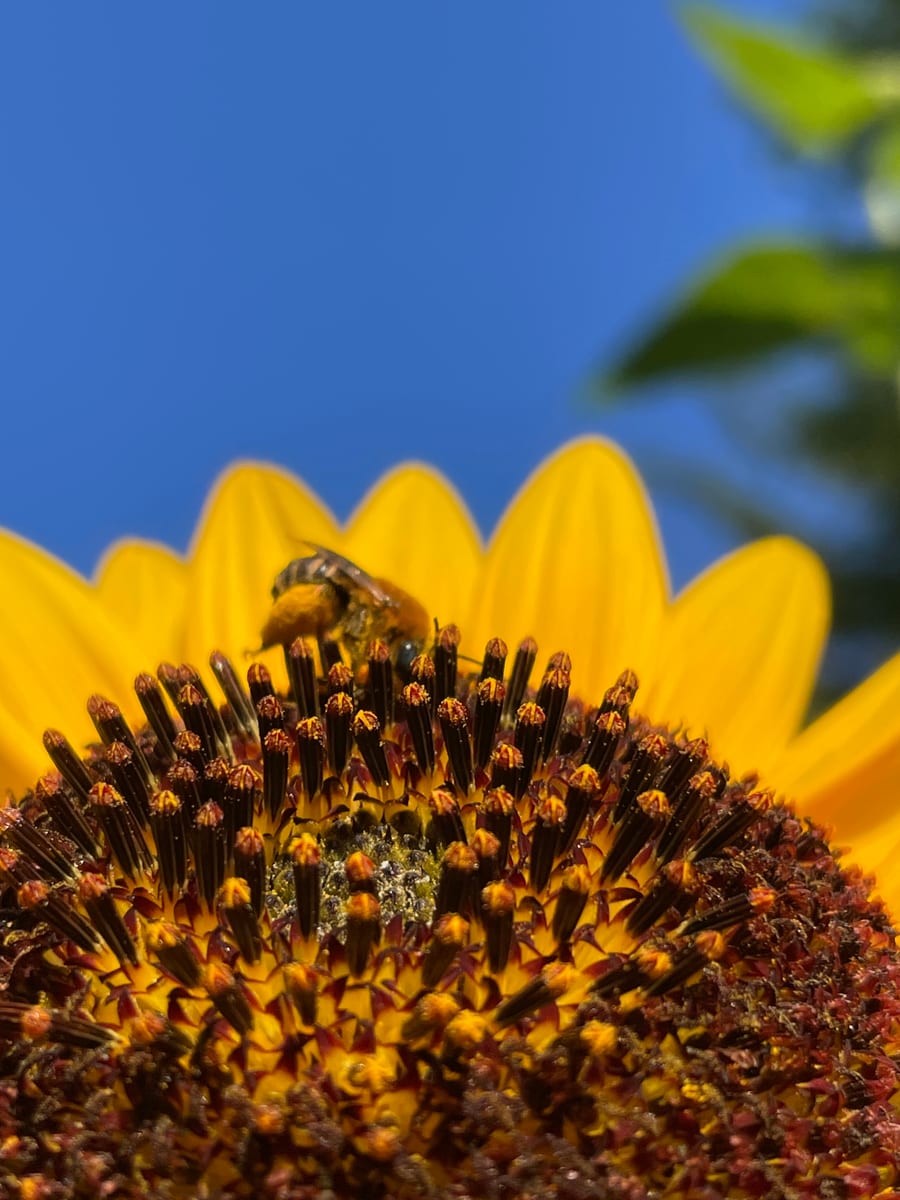 Sunflower 2026