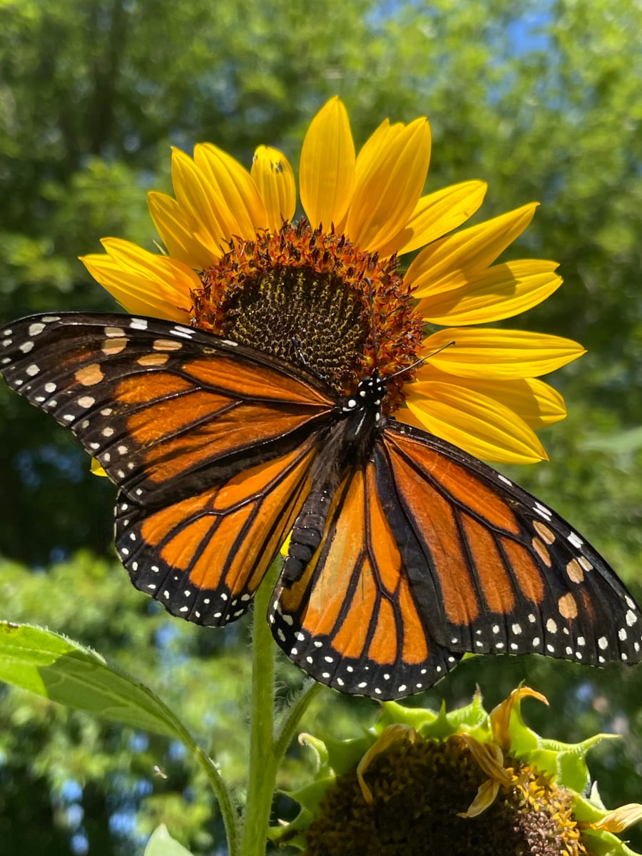Sunflower 2026