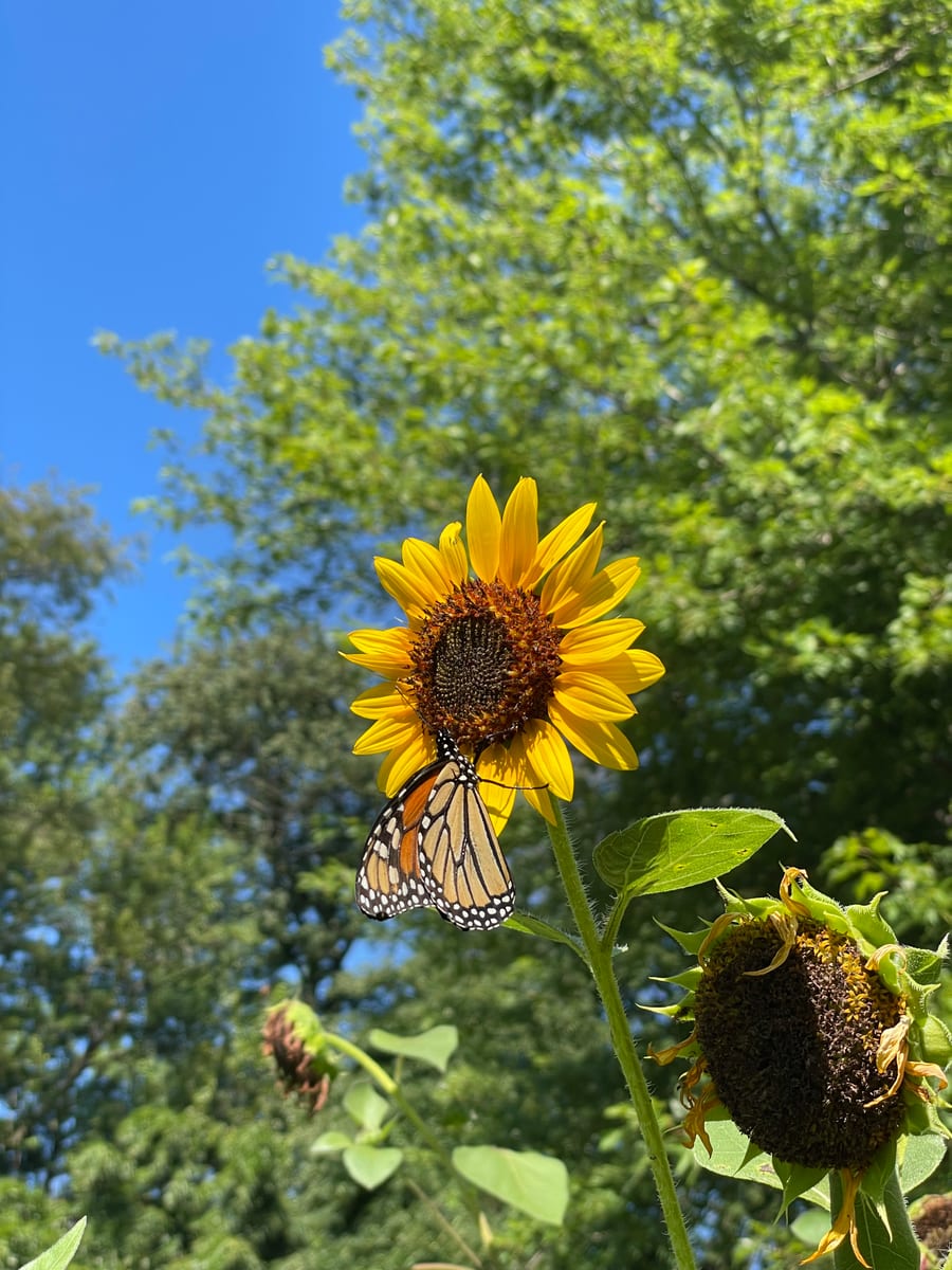 Sunflower 2026