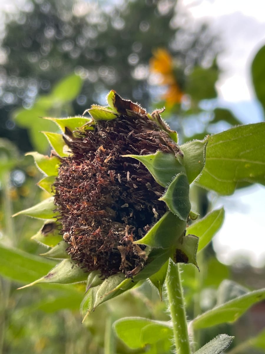 Sunflower 2026