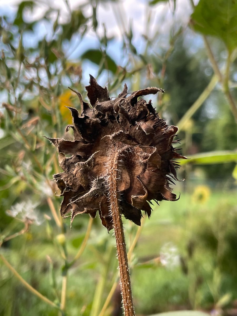Sunflower 2026