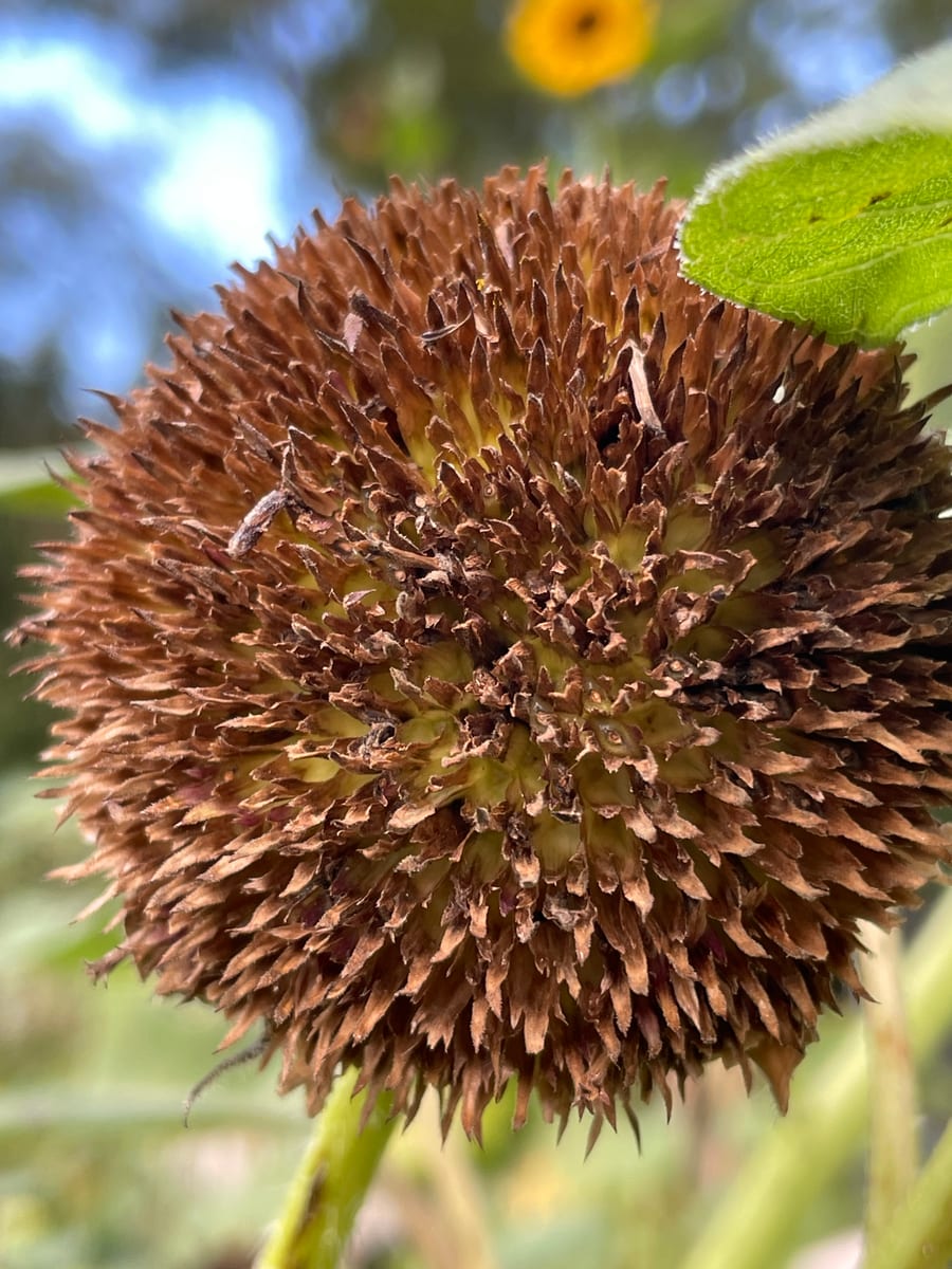 Sunflower 2026