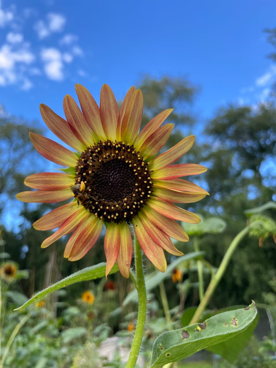 Sunflower 2026