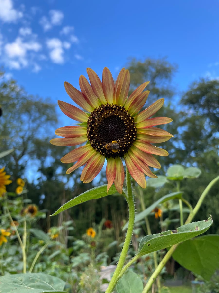 Sunflower 2026