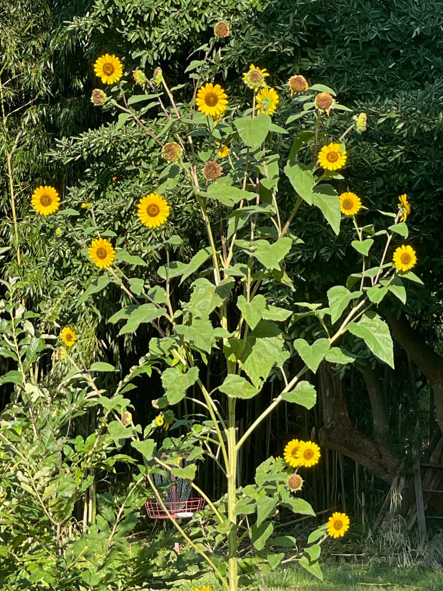 Sunflower 2026